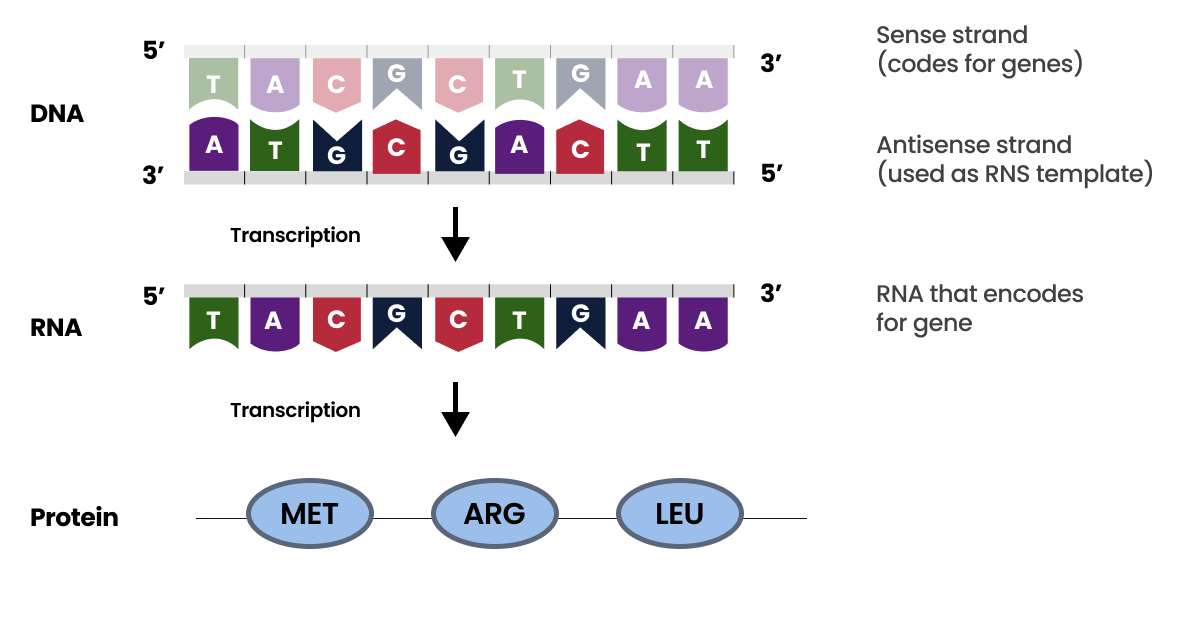 Apply Base Pairing Rules