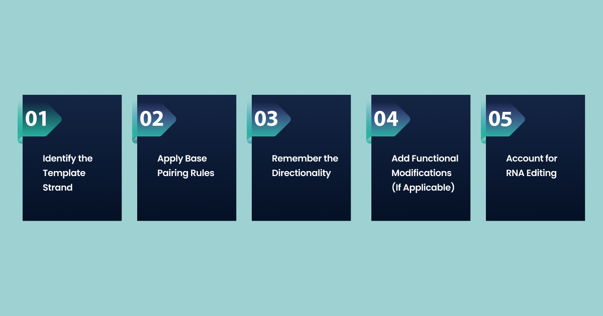Step-by-Step Process for Writing Complementary RNA Sequence