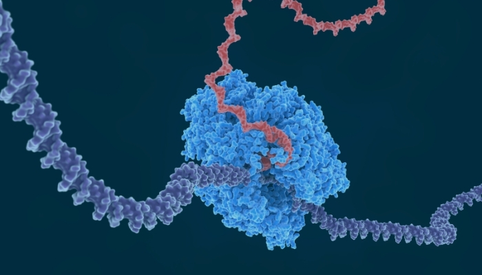 Decoding mRNA Synthesis From Transcription to Protein Translation