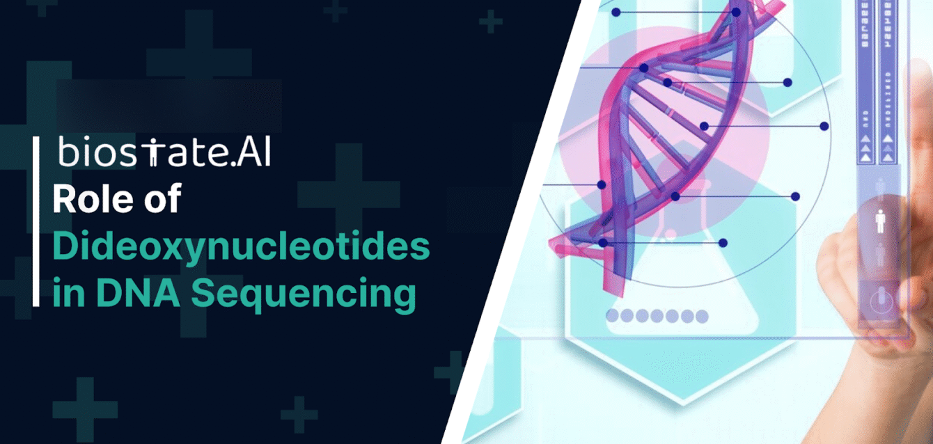 Role of Dideoxynucleotides in DNA Sequencing